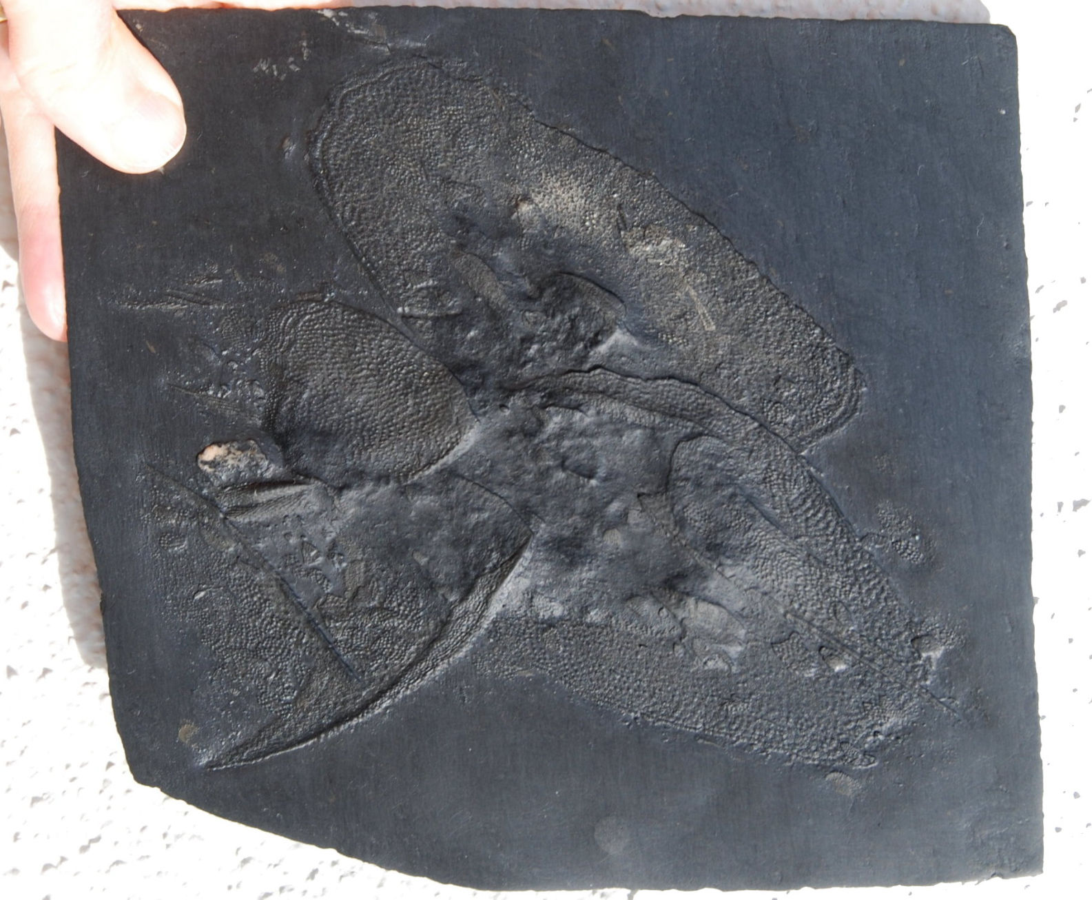 Drepanaspis Gemuendenensis_Bundenbach