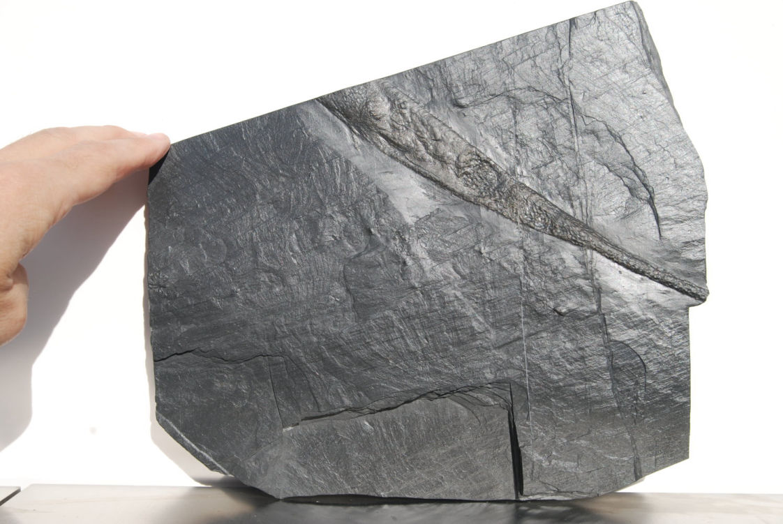 Favosites, Orthoceras_Bundenbach_zoom