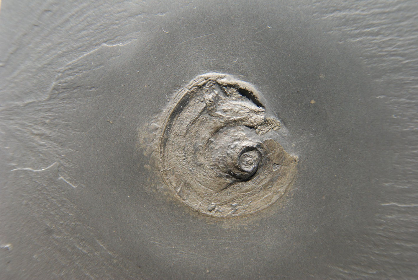 Euomphalus n.sp._Bundenbach_zoom