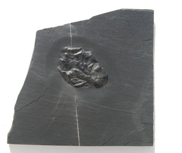 Conularia_Bundenbach