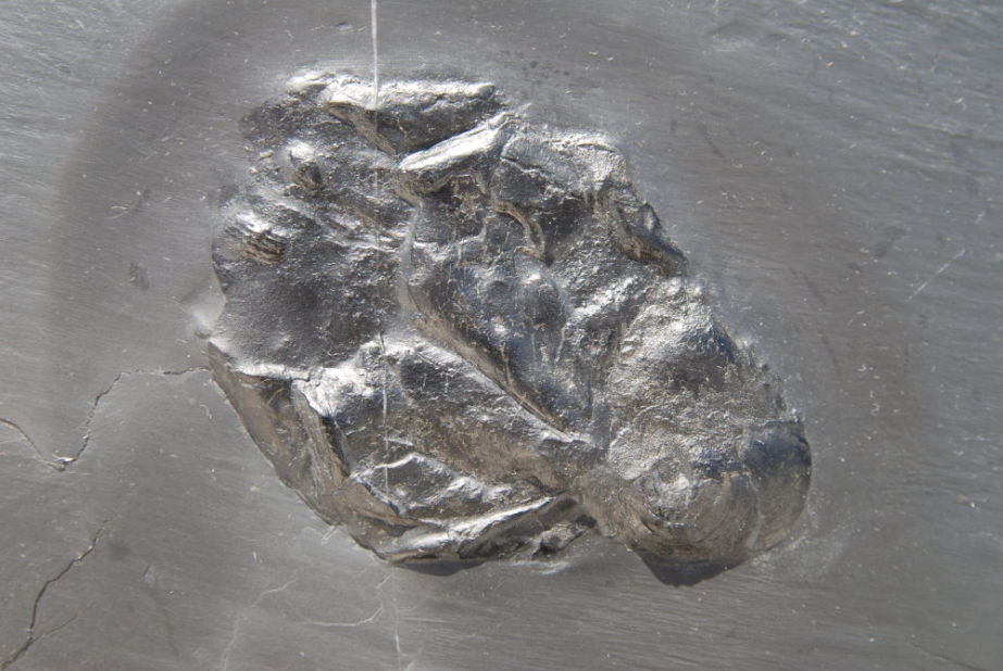 Conularia_Bundenbach_zoom