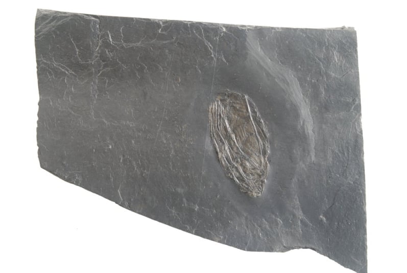 Orbiculoidea_Bundenbach