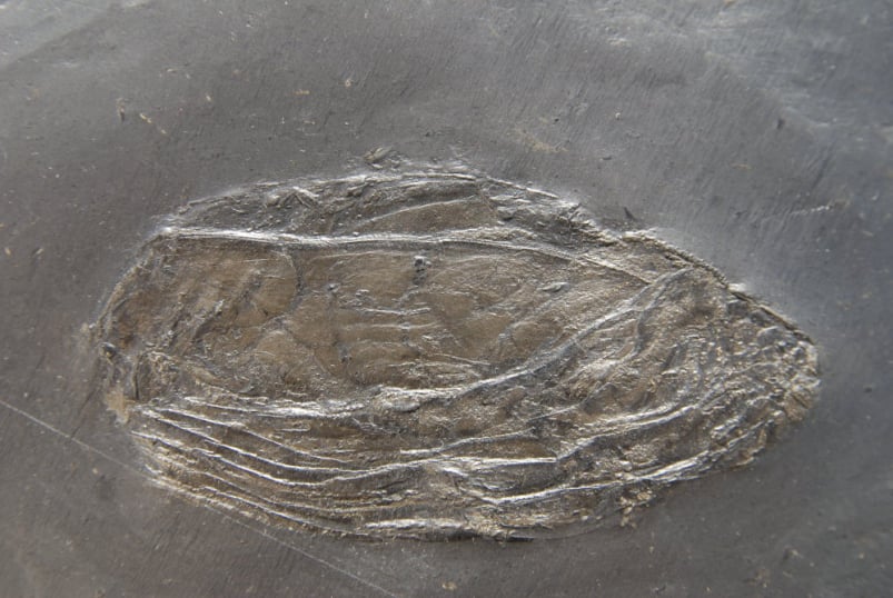 Orbiculoidea_Bundenbach_zoom