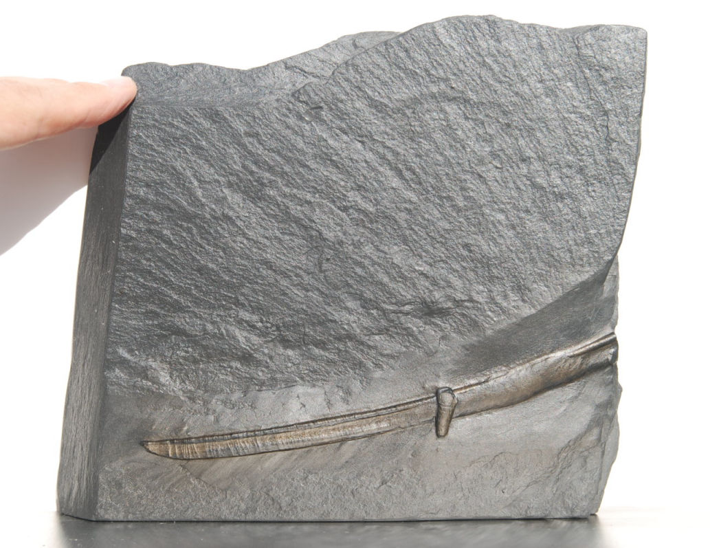 Machaerocanthus_Bundenbach