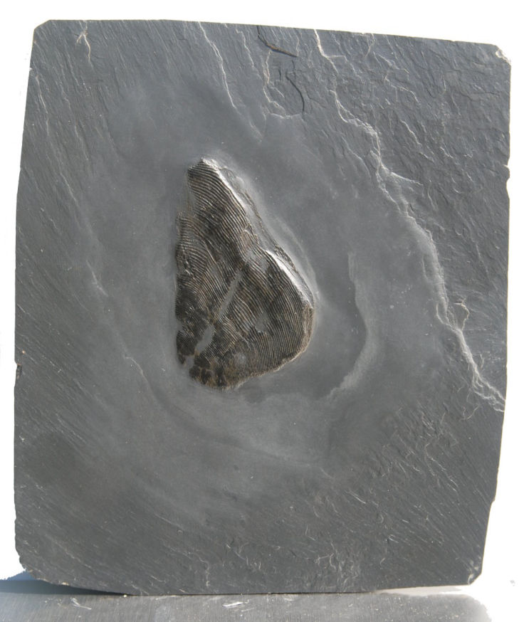 Conularia_Bundenbach