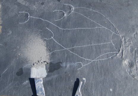 Bundenbach Fossil Preparation