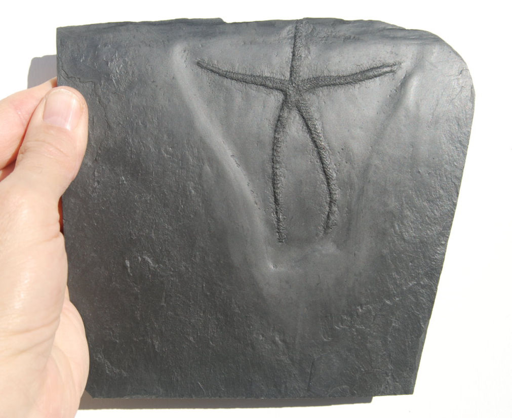 Urasterella asperula_Bundenbach