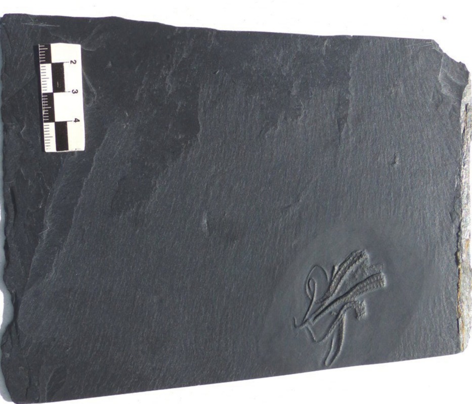 Bundenbachia beneckei_Bundenbach