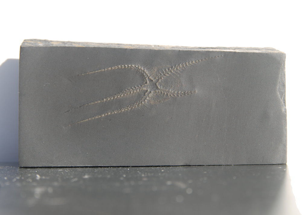 Furcaster palaeozoicus_Bundenbach