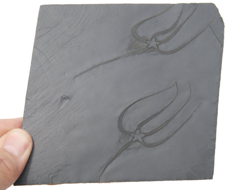 Furcaster palaeozoicus_Bundenbach