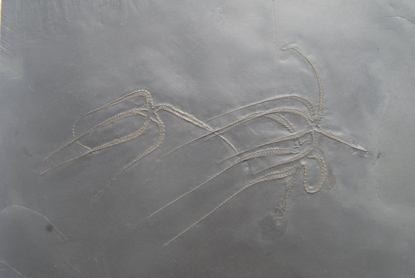 Furcaster palaeozoicus_Bundenbach_zoom