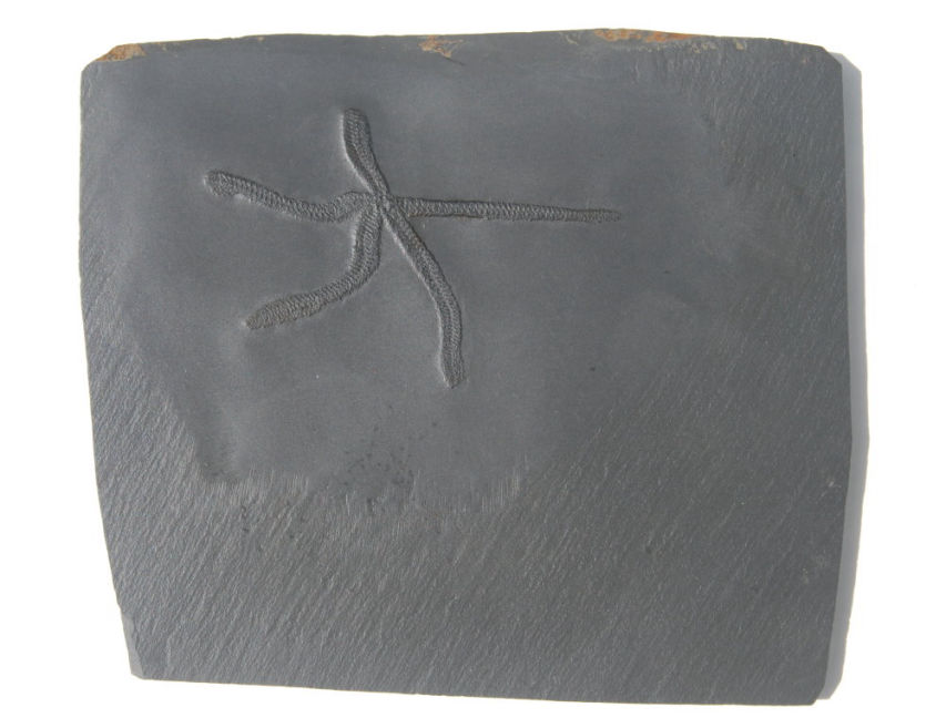 Bdellacoma verruculosa_Bundenbach