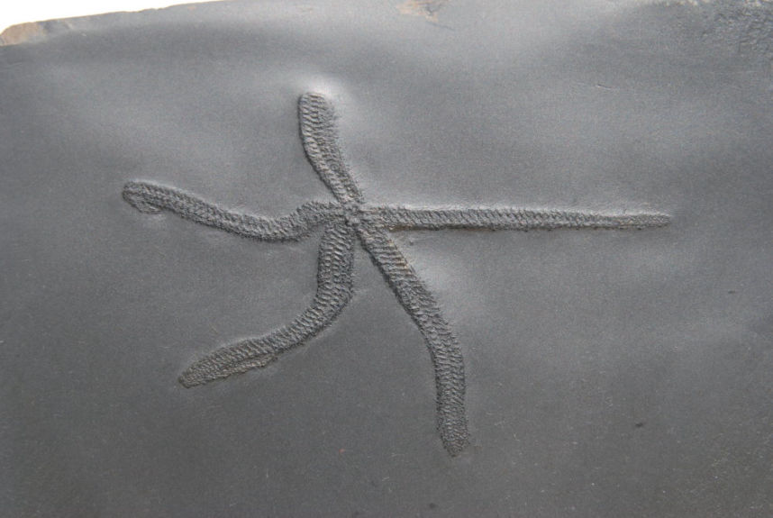 Bdellacoma verruculosa_Bundenbach_zoom