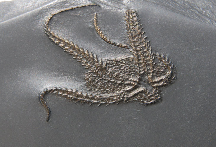 Bundenbachia beneckei_Bundenbach_zoom