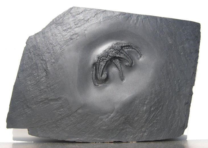 Euzonosoma tischbeinianum_Bundenbach