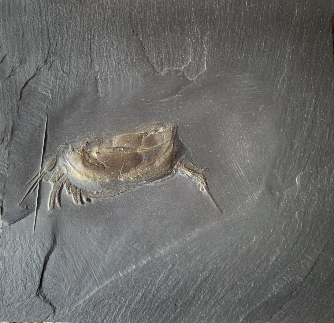 Nahecaris stürtzi_Bundenbach