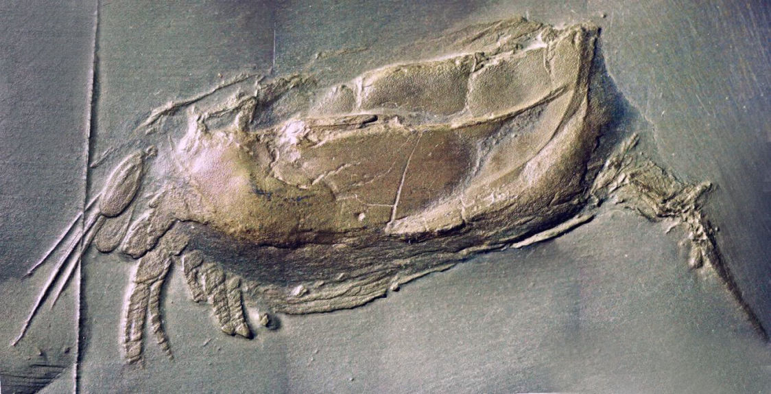 Nahecaris stürtzi_Bundenbach_zoom